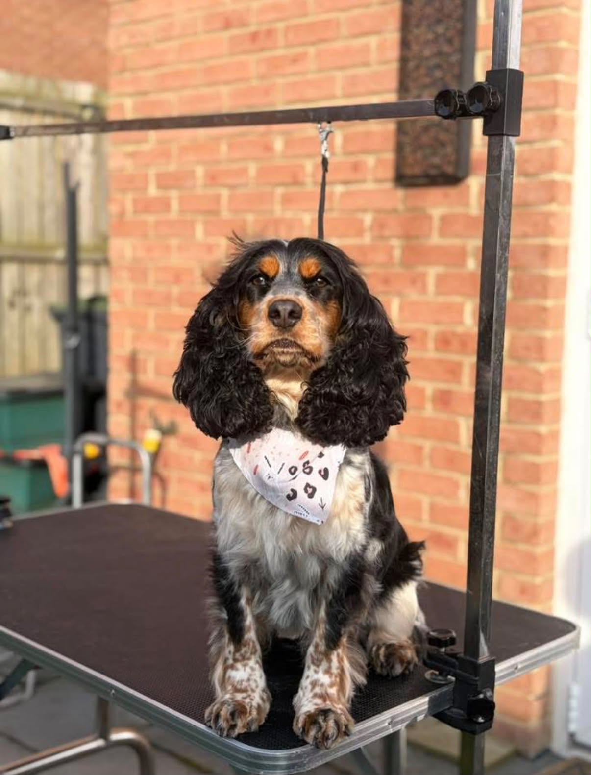 Cocker spaniel freshly groomed, wearing a bandana