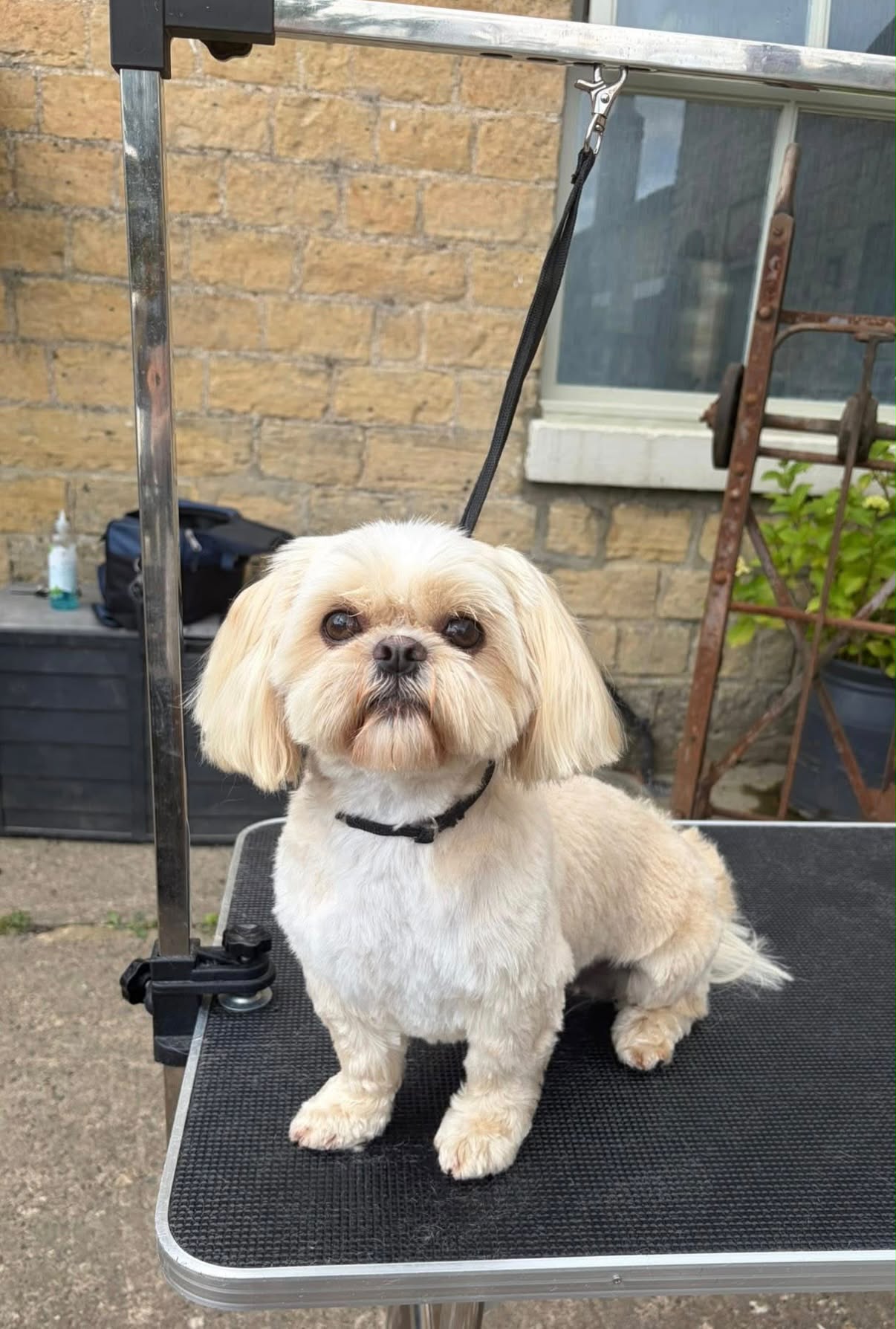 Shih tzu with a neat, freshly groomed coat