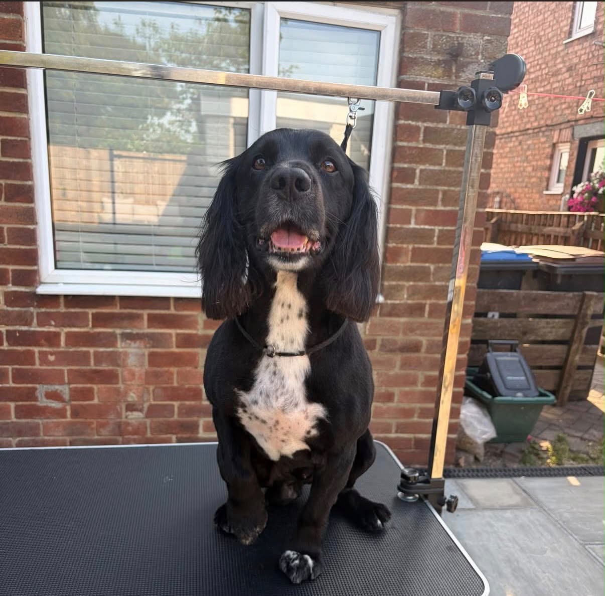 Cocker spaniel with long groomed ears