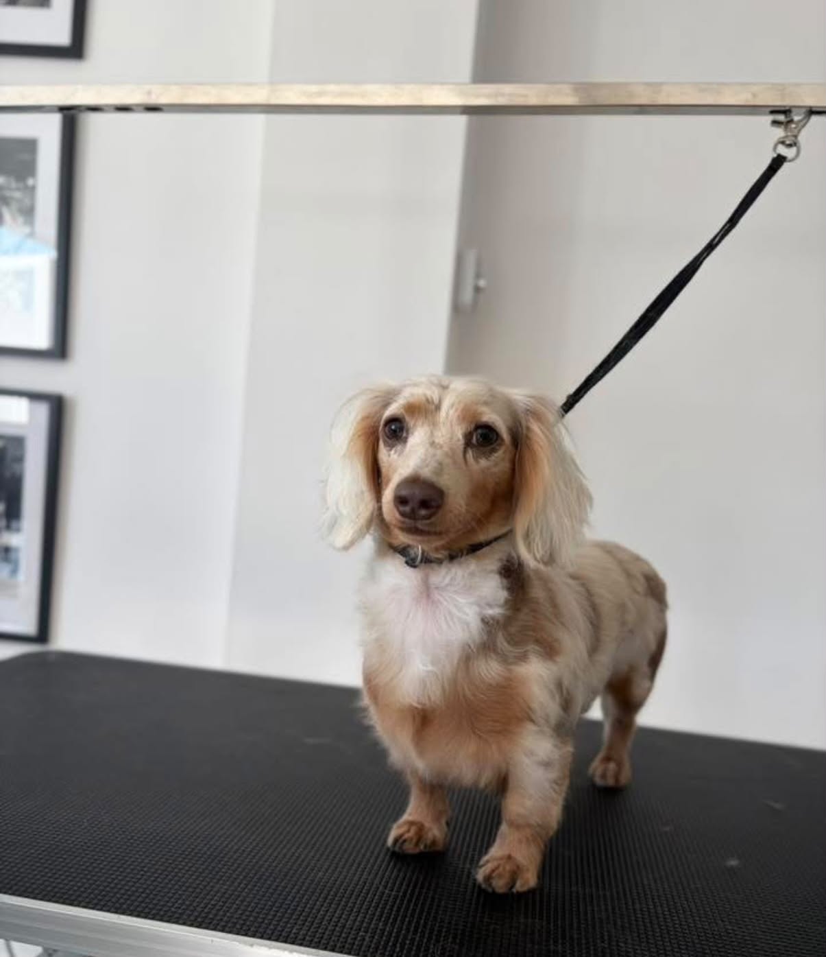 Dachshund with a soft, freshly brushed coat