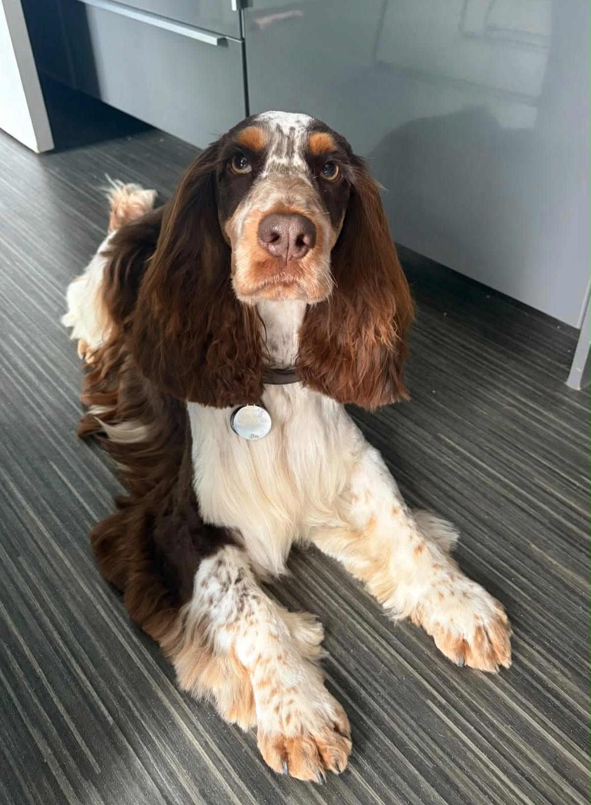 Springer spaniel with long, silky groomed ears