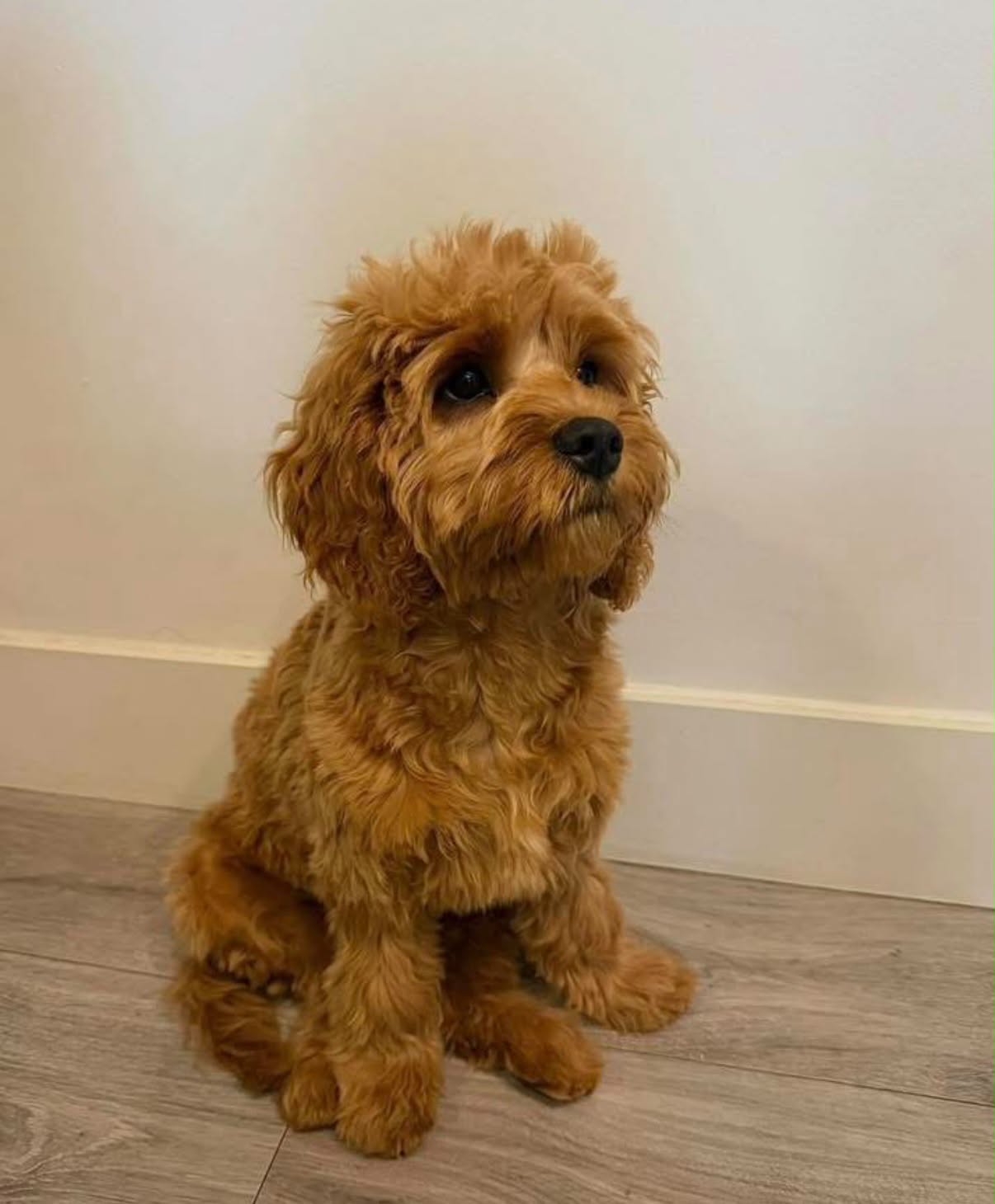Cockapoo puppy after a gentle first groom